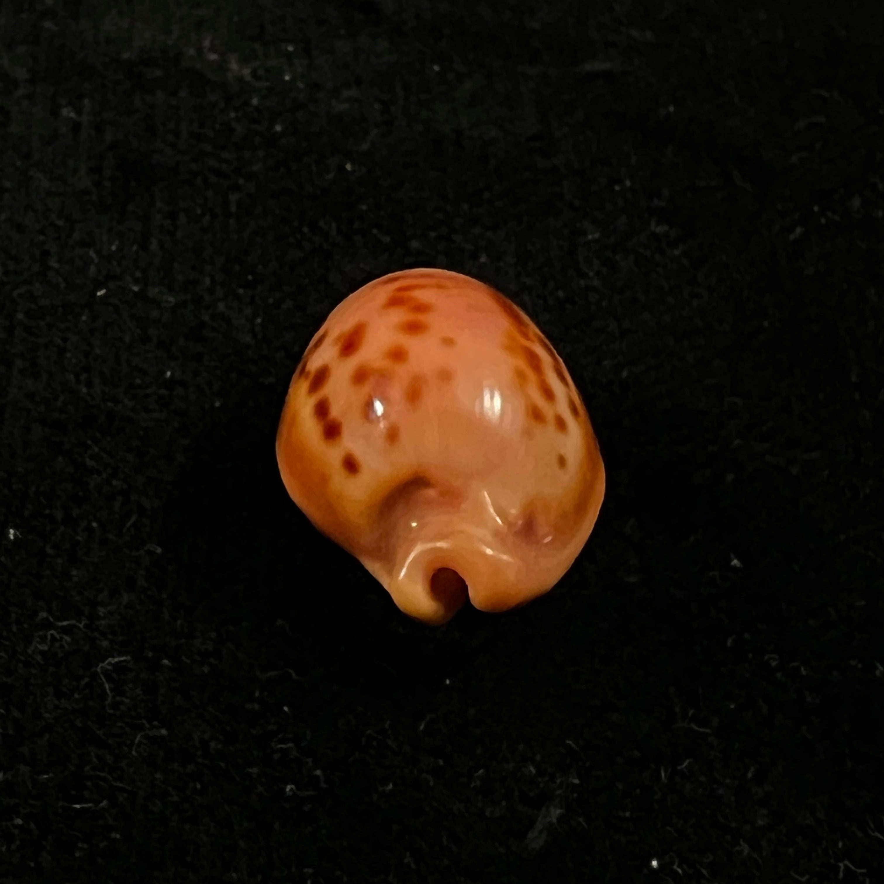 Propustularia surinamensis (G. Perry, 1811 - 26,2mm