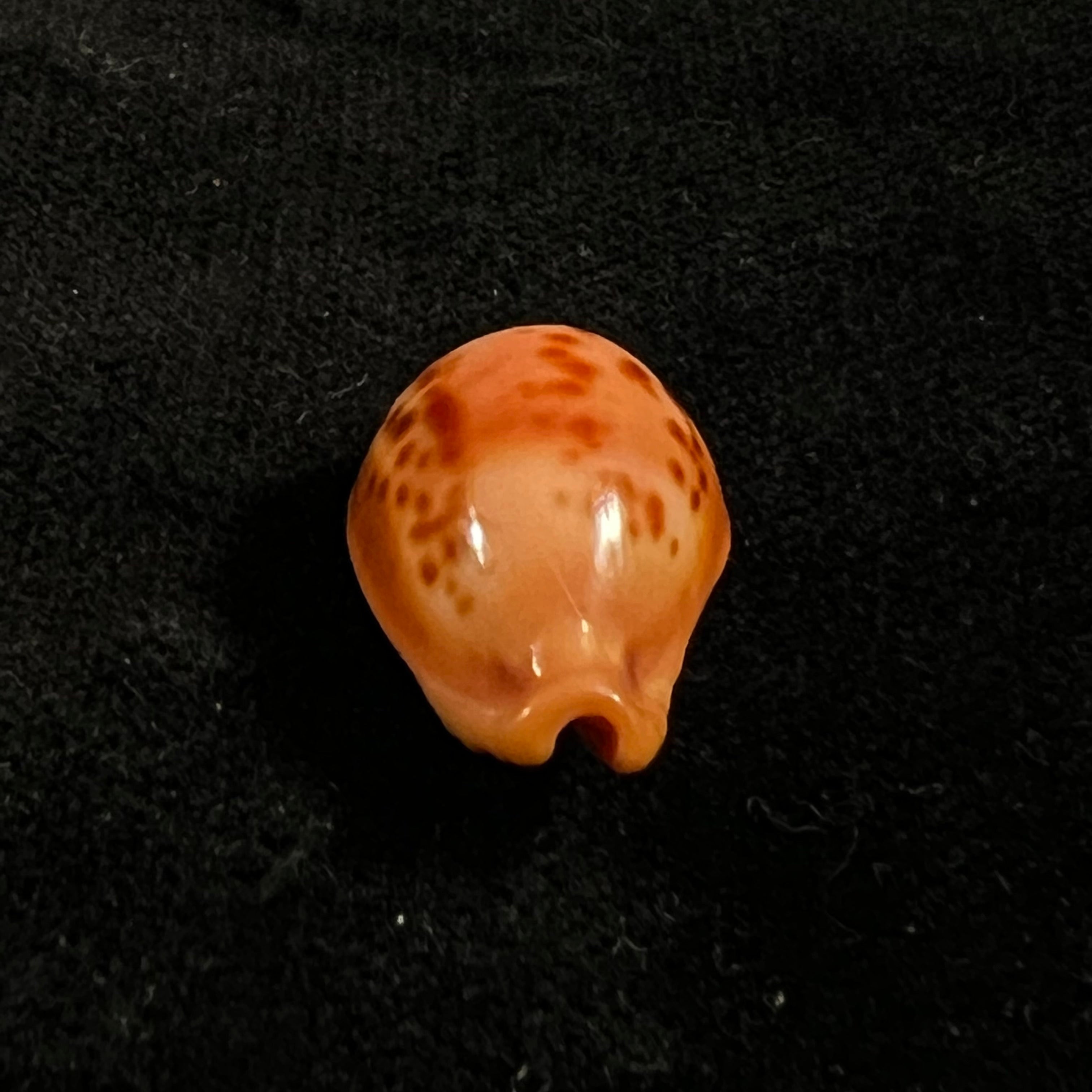 Propustularia surinamensis (G. Perry, 1811 - 26,2mm
