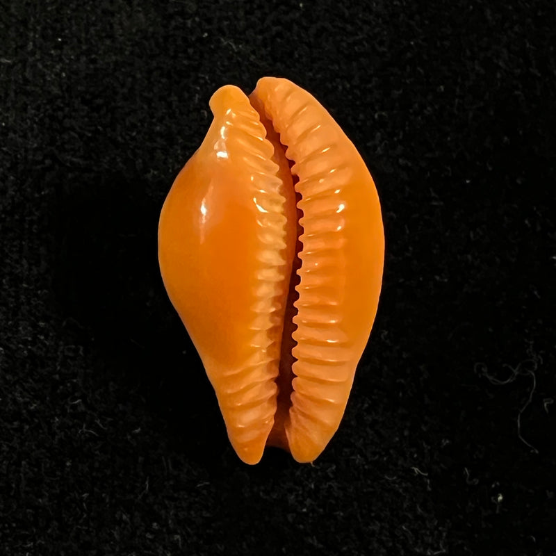 Propustularia surinamensis (G. Perry, 1811 - 26,2mm