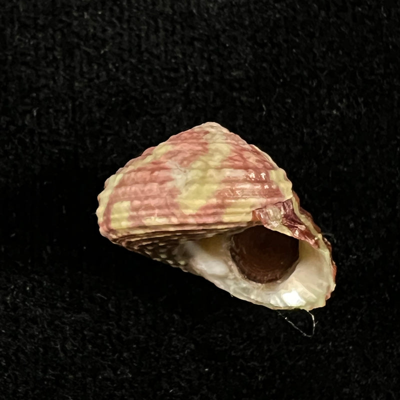 Agathistoma viridulum (Gmelin, 1791) - 17,3mm
