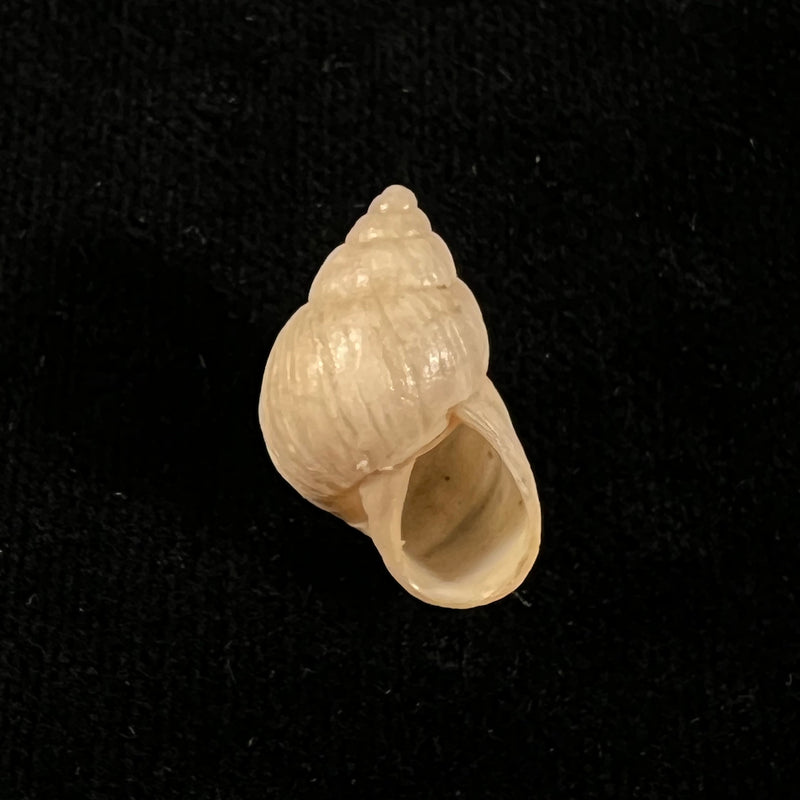 Bostryx angiportus (Pilsbry, 1932) - 20,1mm