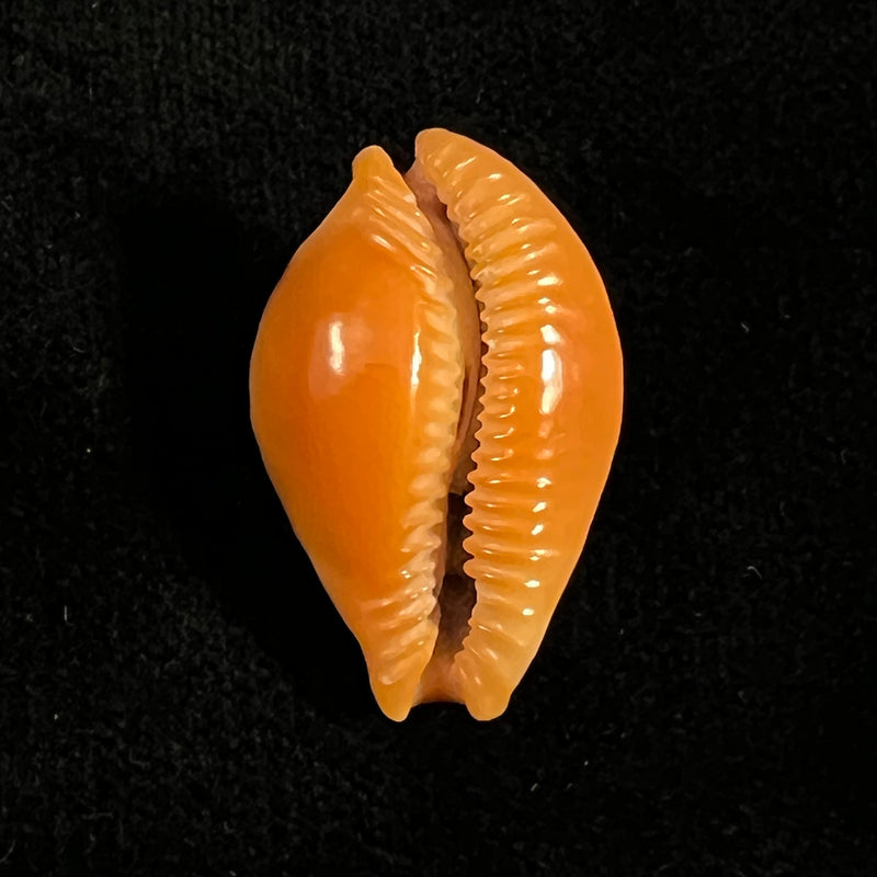 Propustularia surinamensis (G. Perry, 1811 - 30,3mm