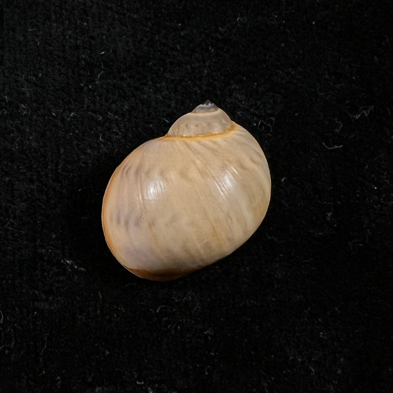 Natica marochiensis (Gmelin, 1791) - 18mm