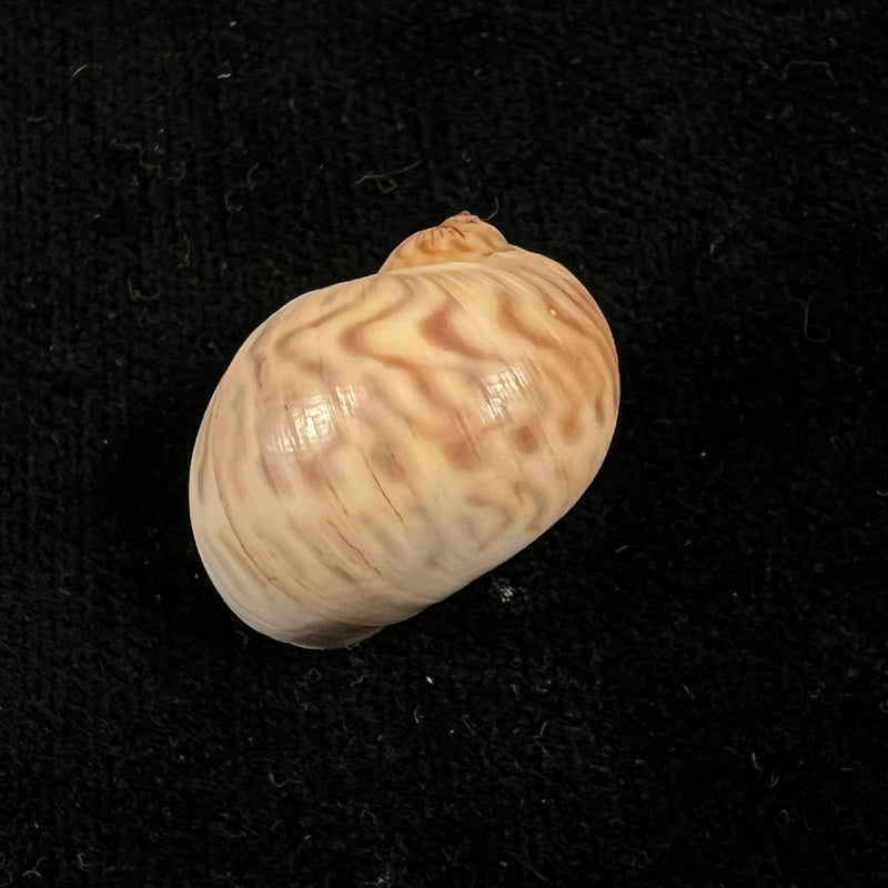 Stigmaulax cayennensis (Récluz, 1850) - 23,4mm