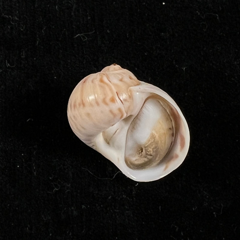 Stigmaulax cayennensis (Récluz, 1850) - 21,4mm