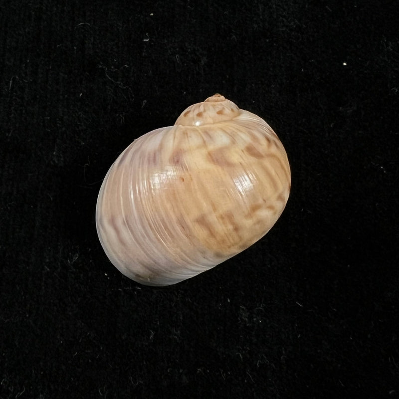 Stigmaulax cayennensis (Récluz, 1850) - 23,2mm