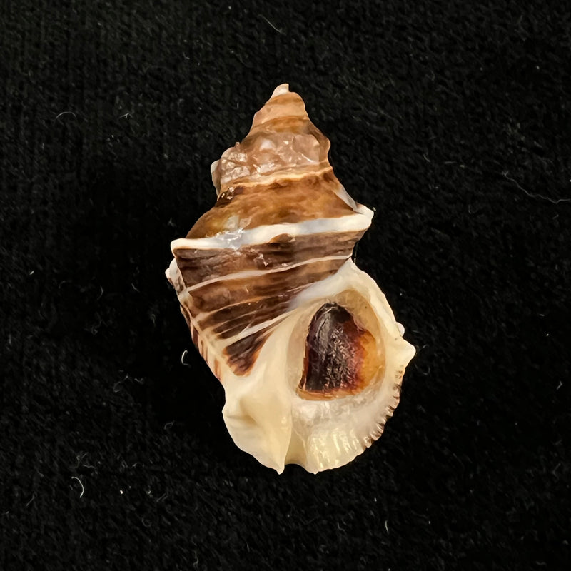 Thaisella kiosquiformis (Duclos, 1832) - 29,5mm