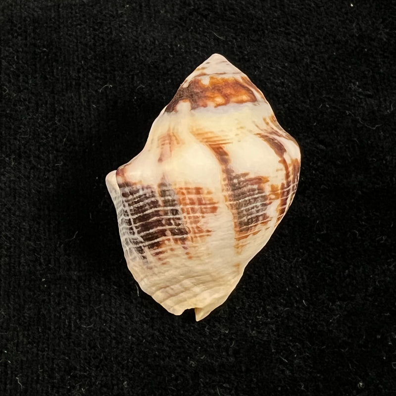 Vasula deltoidae (Lamarck, 1822) - 38,1mm