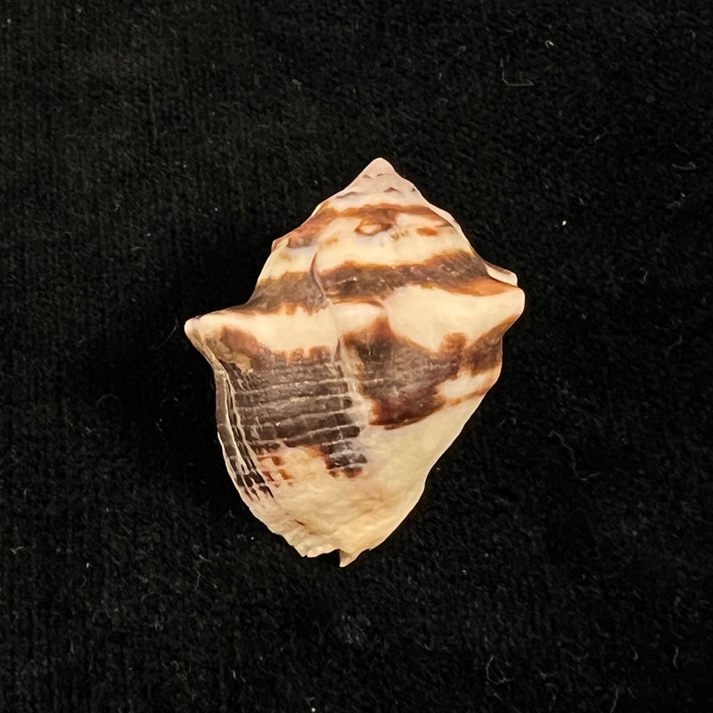 Vasula deltoidae (Lamarck, 1822) - 34,3mm