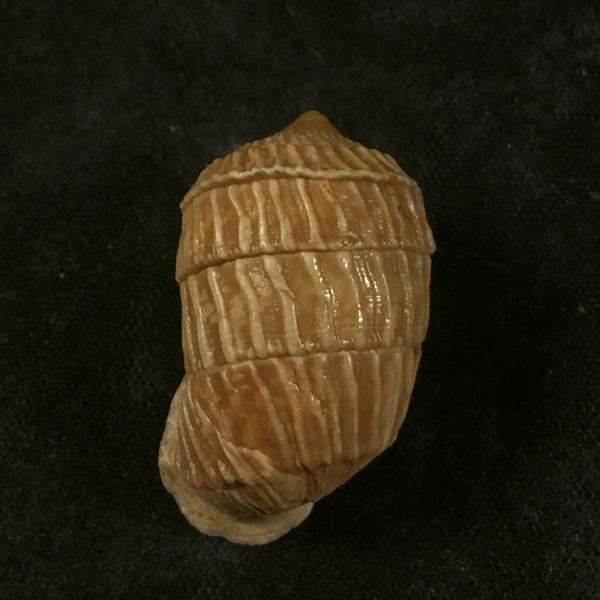 Cerion geophilus Clench & Aguayo, 1949 - 27,7mm