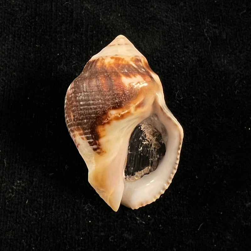Vasula deltoidae (Lamarck, 1822) - 40,5mm