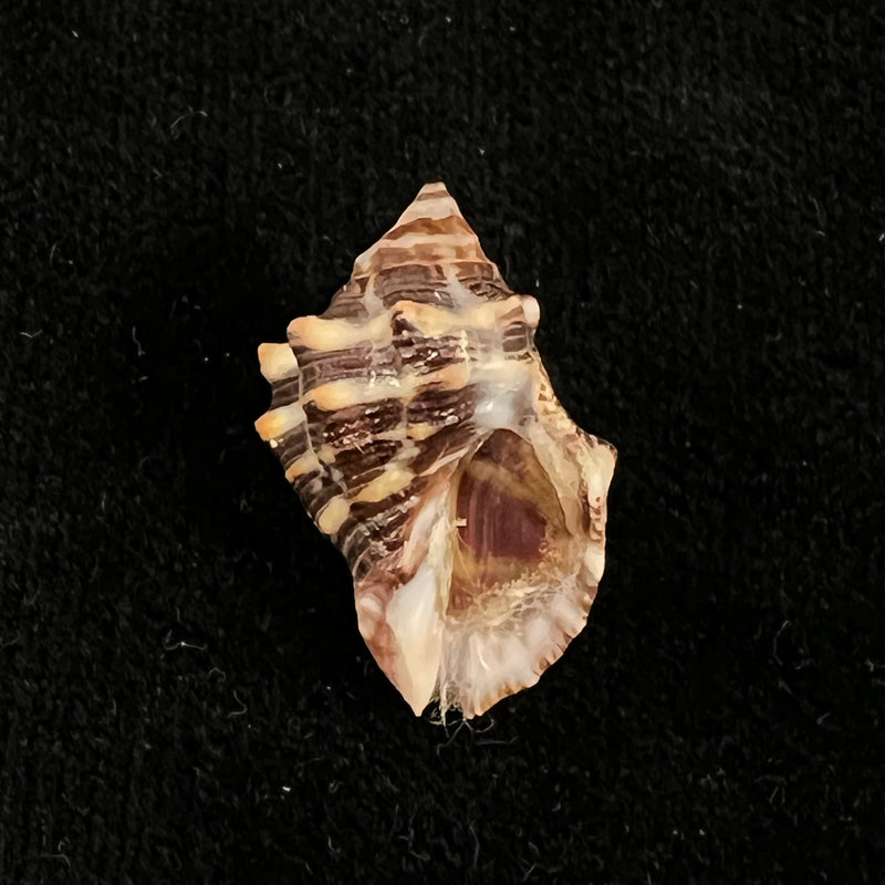 Stramonita rustica (Lamarck, 1822) - 24,4mm