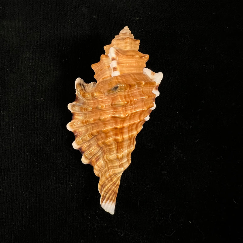 Cymatium femorale (Linnaeus, 1758) - 79,9mm