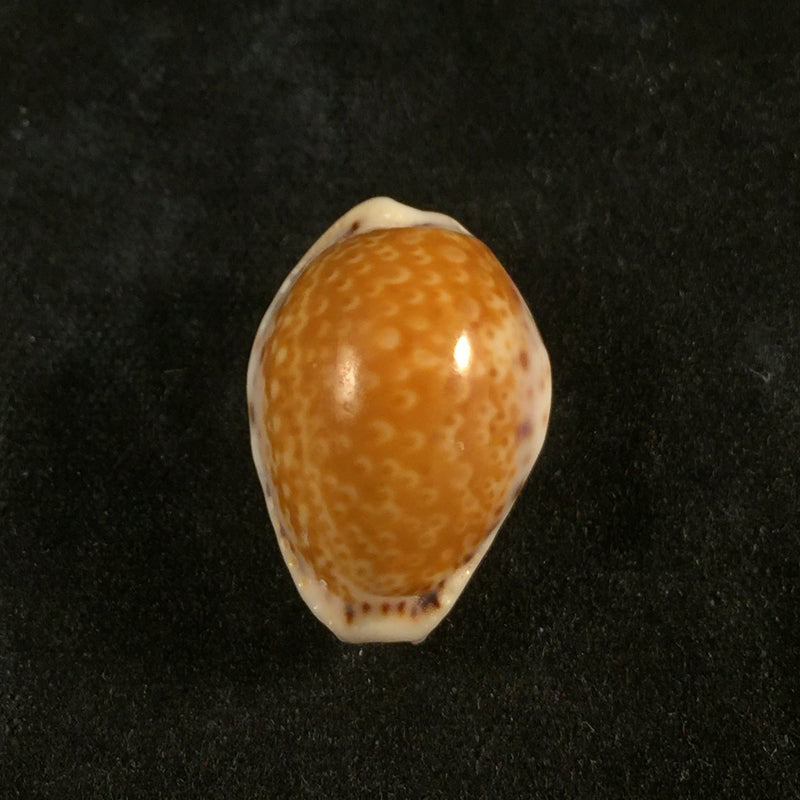 Erosaria acicularis marcuscoltroi Petuch & R. F. Myers, 2015 - 19,7mm