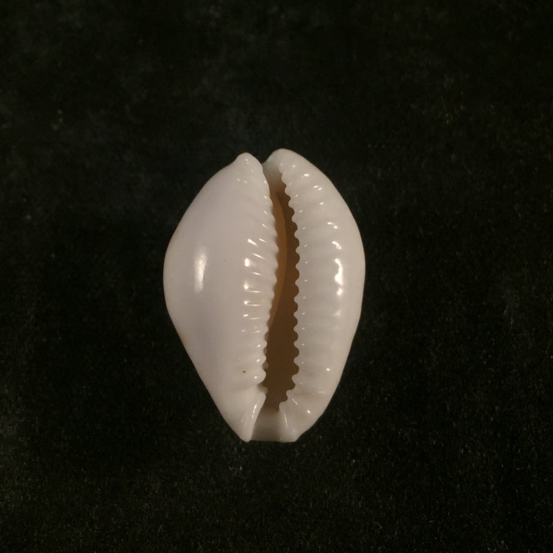 Erosaria acicularis marcuscoltroi Petuch & R. F. Myers, 2015 - 19,7mm