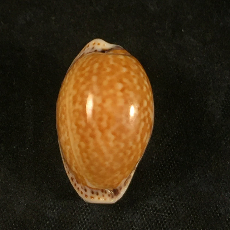 Erosaria acicularis (Gmelin, 1791) - 24,8mm