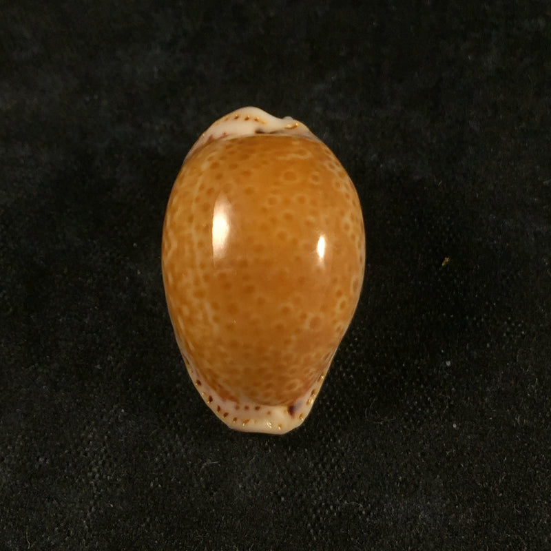 Erosaria acicularis (Gmelin, 1791) - 24mm