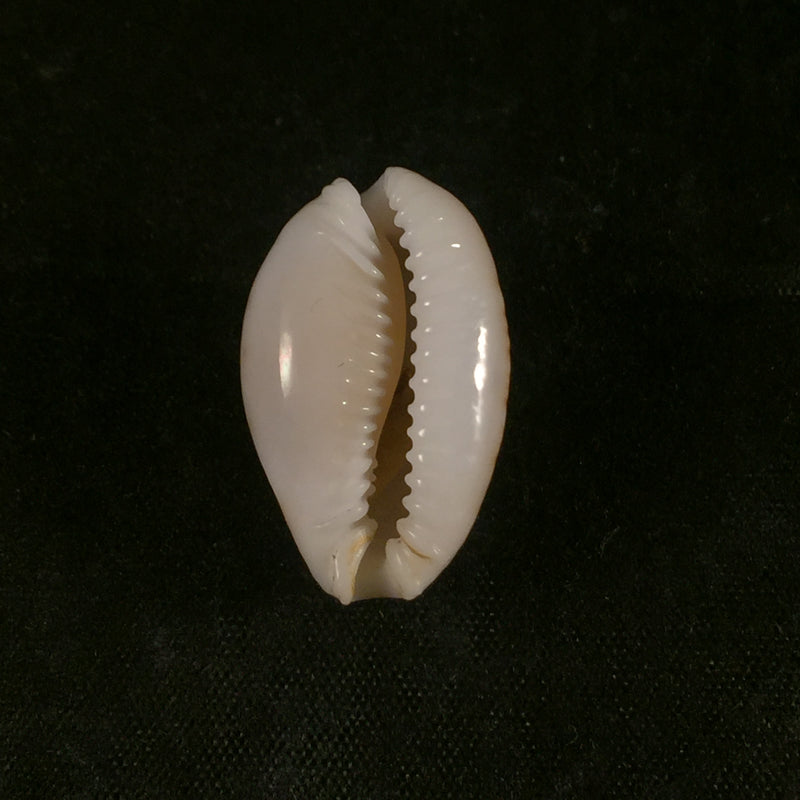 Erosaria acicularis (Gmelin, 1791) - 24mm