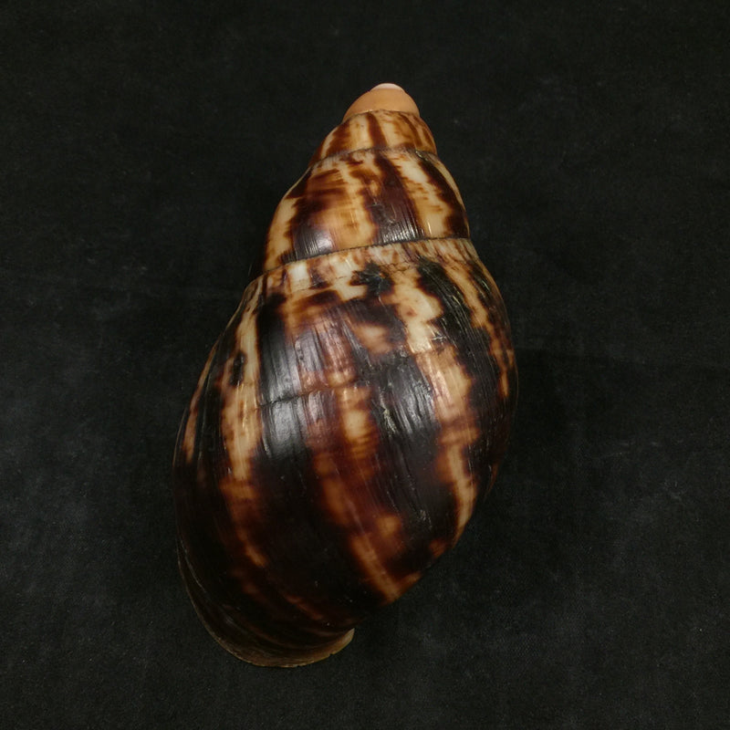 Archachatina marginata suturalis (Philippi,1849) - 106,6mm
