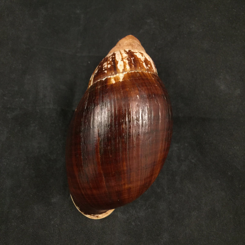 Placostylus fibratus (Martyn,1784) - 106mm