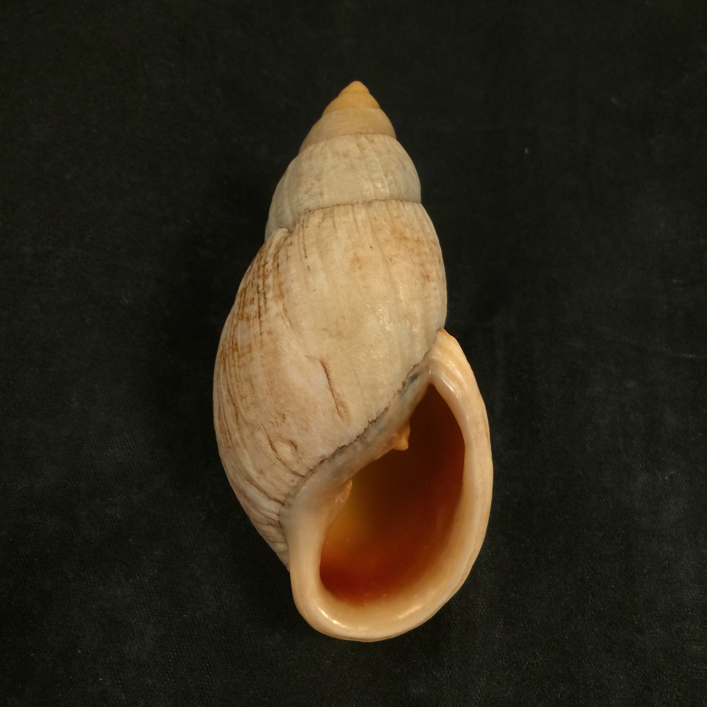 Placostylus bovinus Bruguière,1784 - 76,2mm
