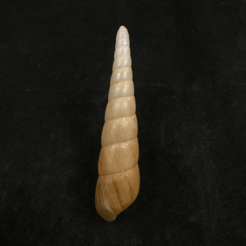 Obeliscus carphodes planospira Pfeiffer, 1851 - 69,8mm