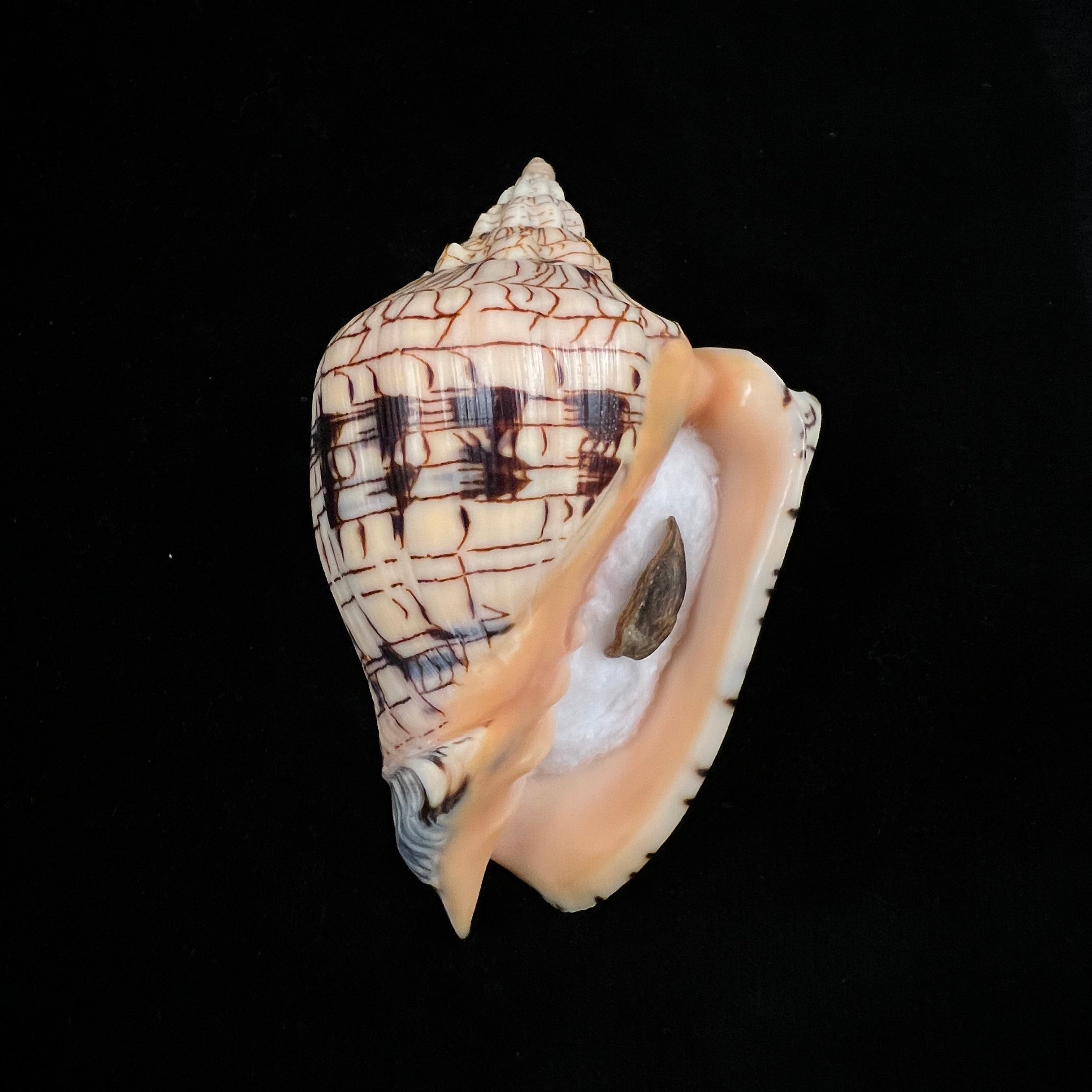 Voluta ebraea Linnaeus, 1758 - 105,2mm