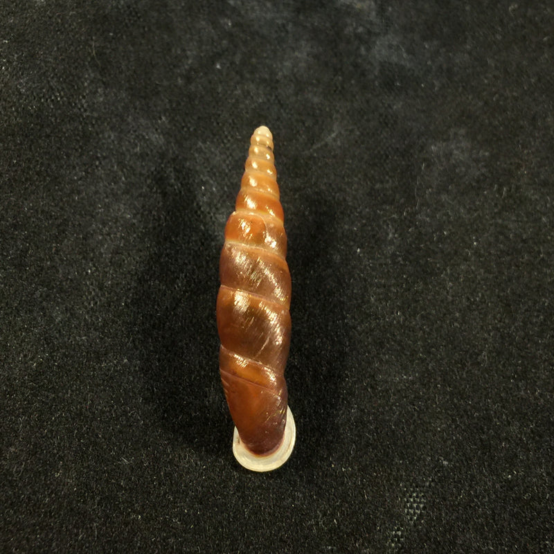 Oospira formosana albiapex (Chang & Ookubo, 1994) - 30,1mm