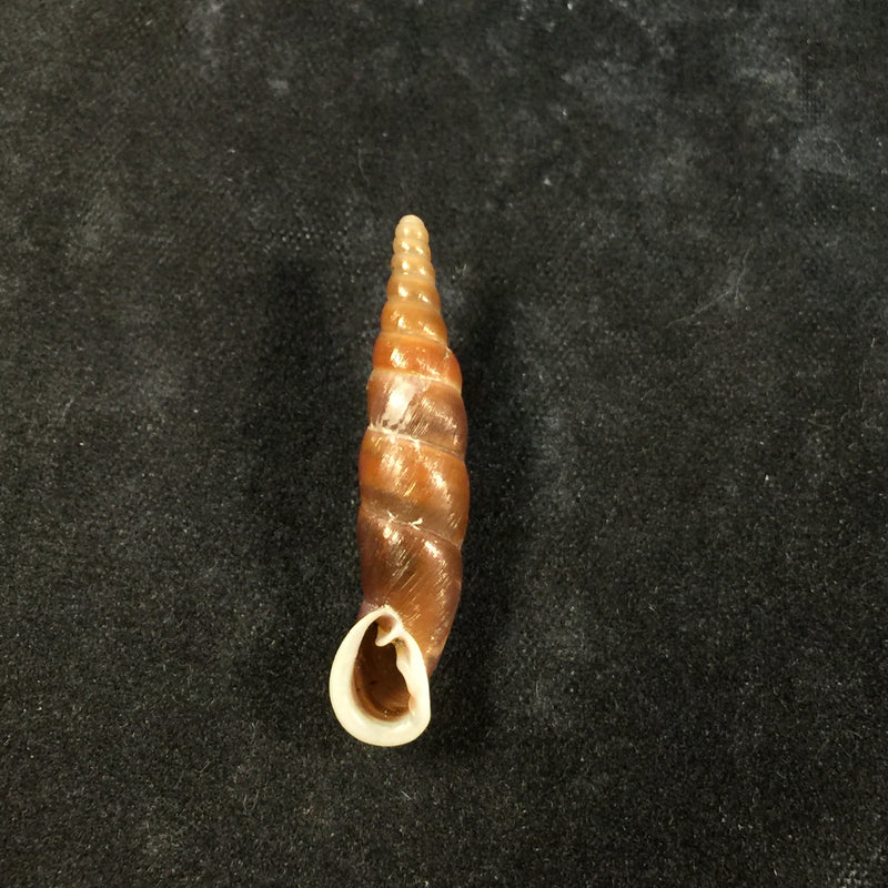 Oospira formosana albiapex (Chang & Ookubo, 1994) - 30,1mm