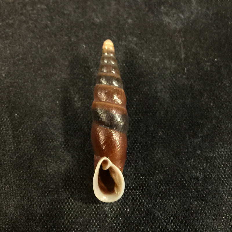 Oospira formosana albiapex (Chang & Ookubo, 1994) - 28,4mm