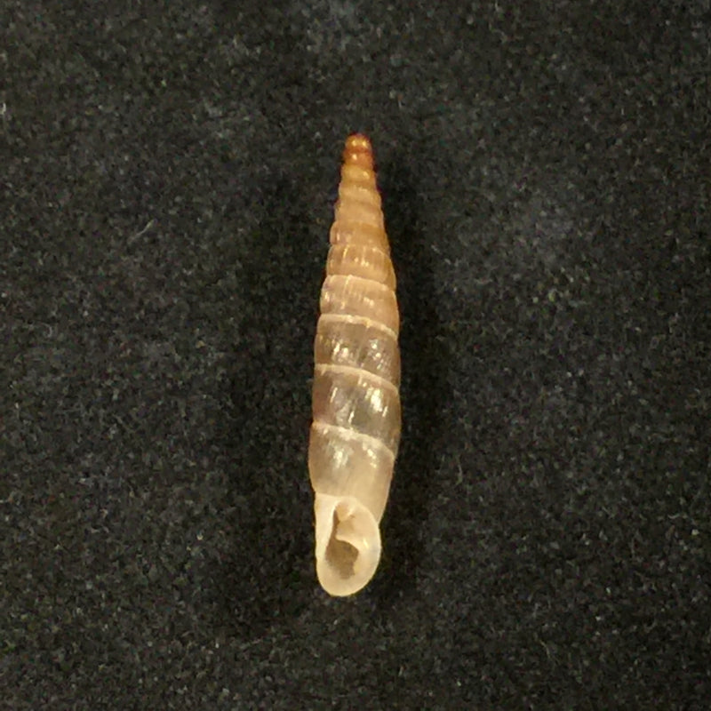 Carinigera hiltrudae H. Nordsieck, 1974 - 16,5mm