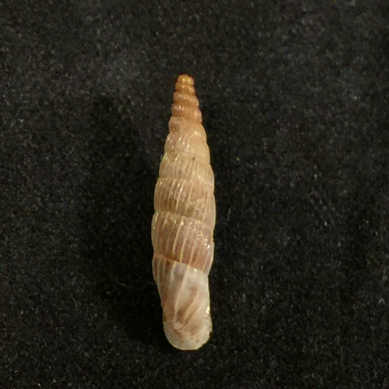 Albinaria lerosiensis (Pfeiffer, 1841) - 16,7mm