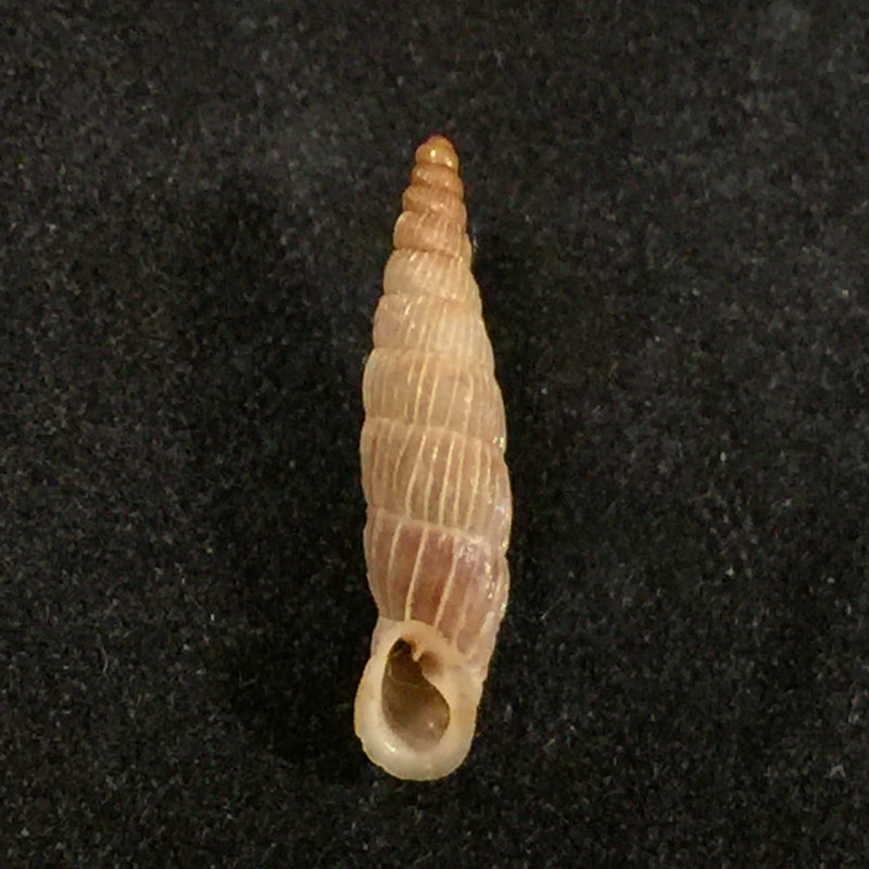 Albinaria lerosiensis (Pfeiffer, 1841) - 16,7mm