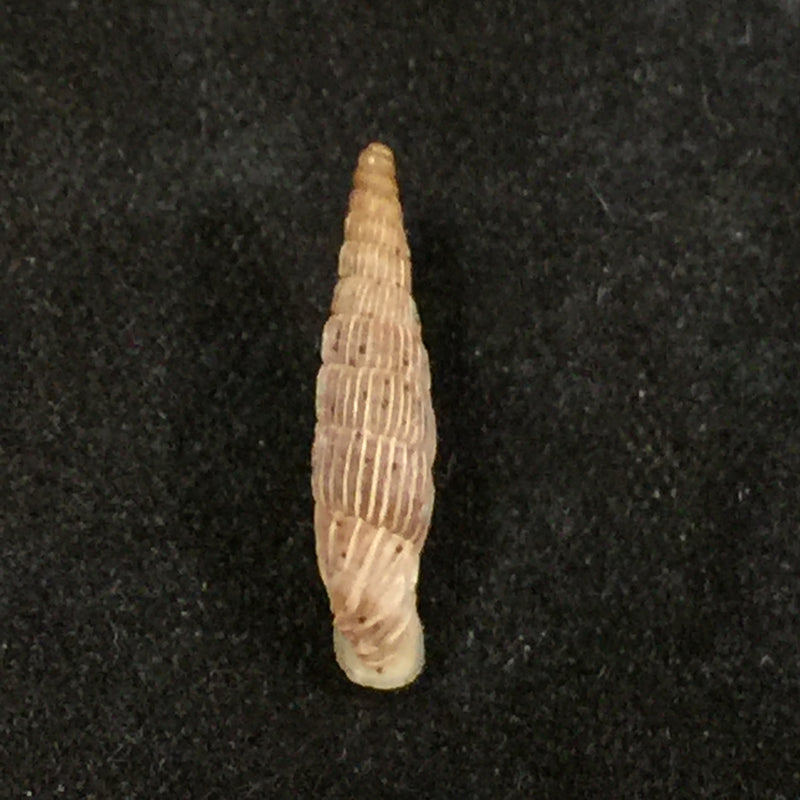Albinaria lerosiensis (Pfeiffer, 1841) - 16,2mm