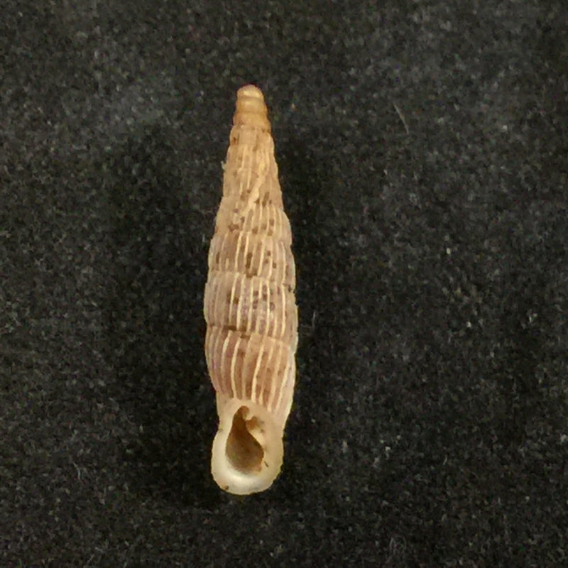Albinaria lerosiensis (Pfeiffer, 1841) - 16,2mm
