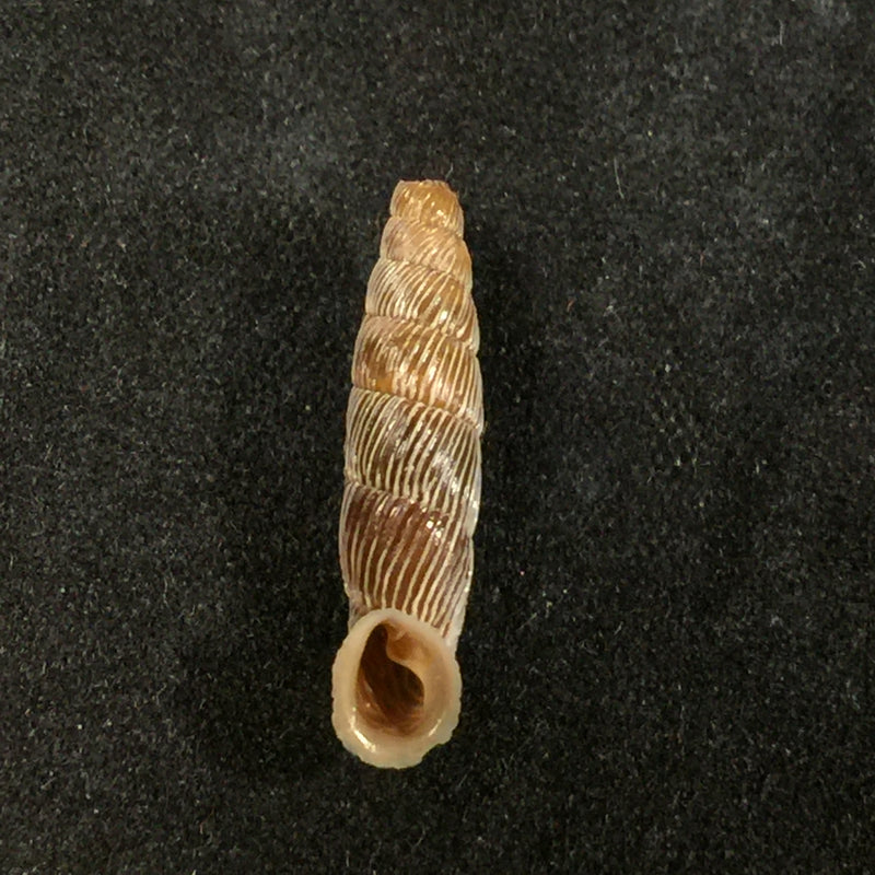 Carinigera albicostata (O. Boettger, 1877) - 18,8mm