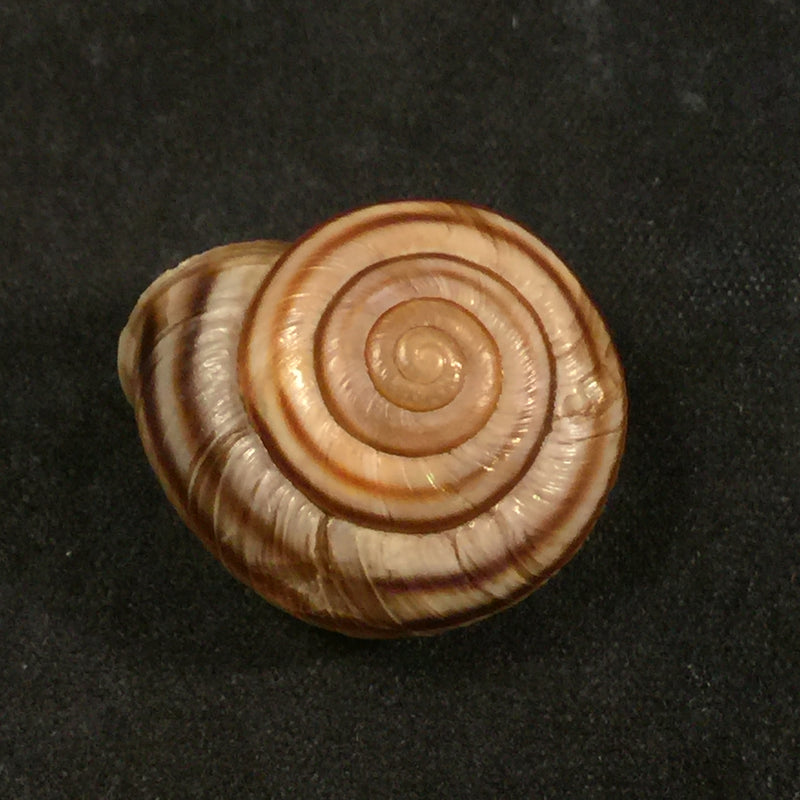 Helicigona rumelica (E. A. Rossmässler, 1838) - 24mm