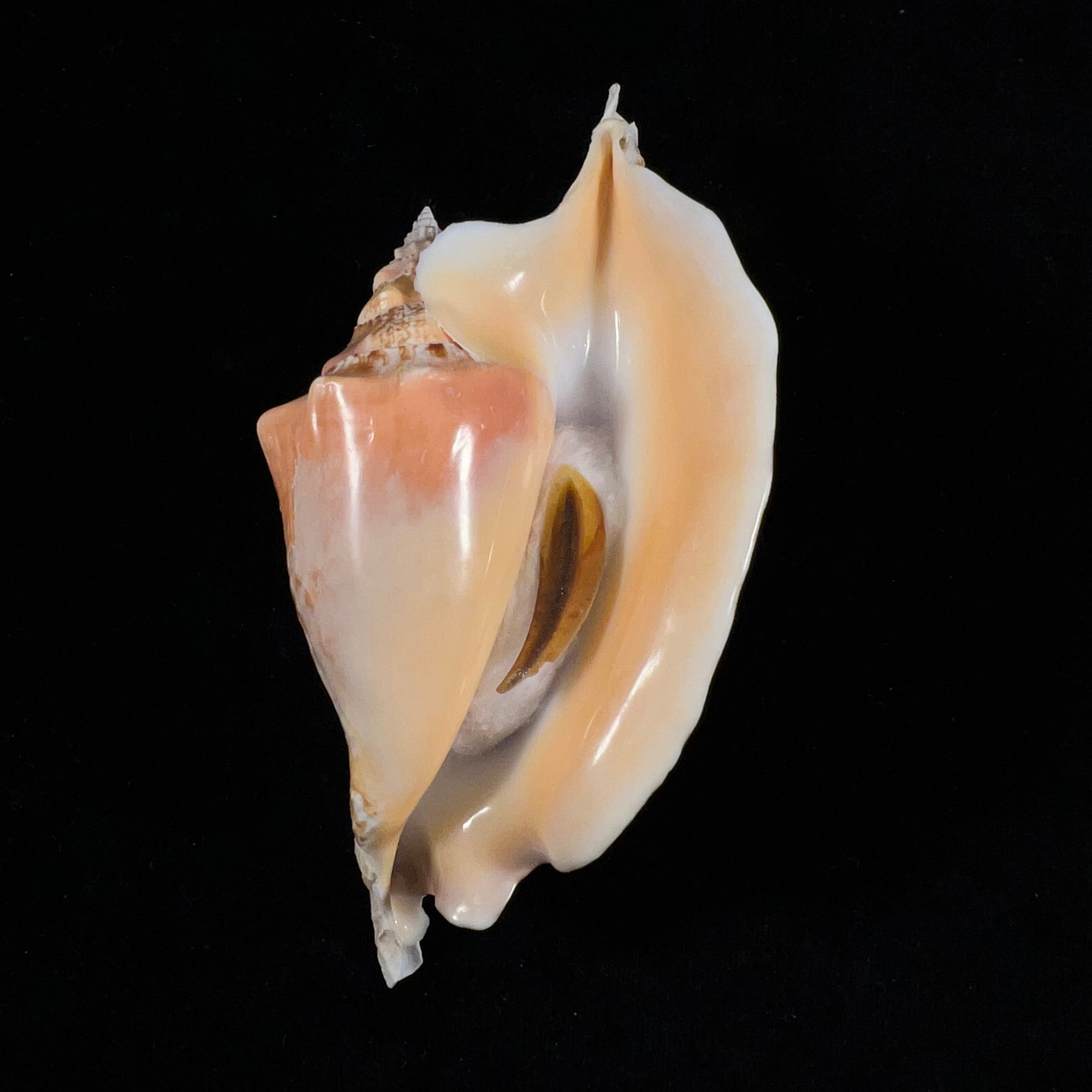 Aliger gallus (Linnaeus, 1758) - 127,7mm