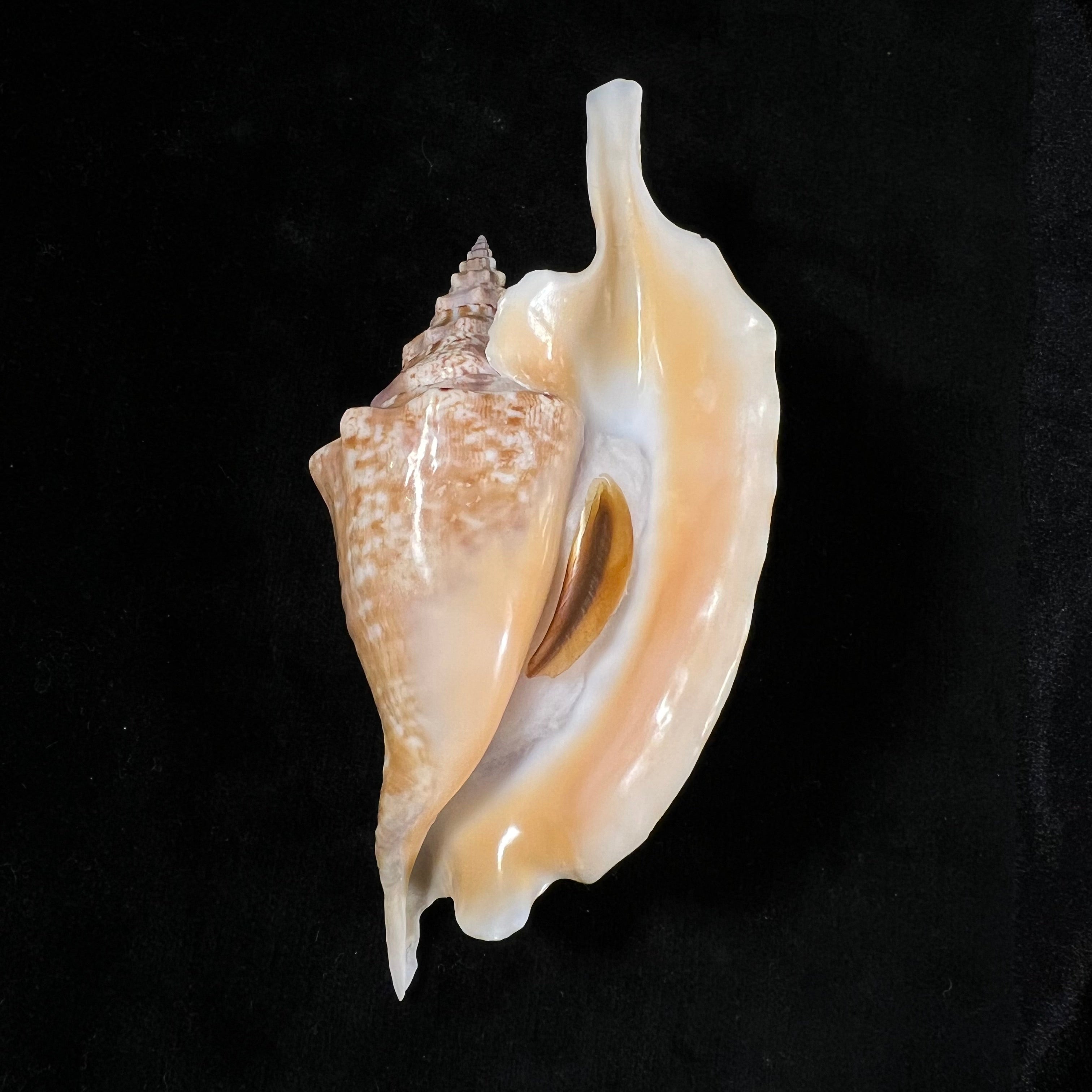 Aliger gallus (Linnaeus, 1758) - 124,5mm