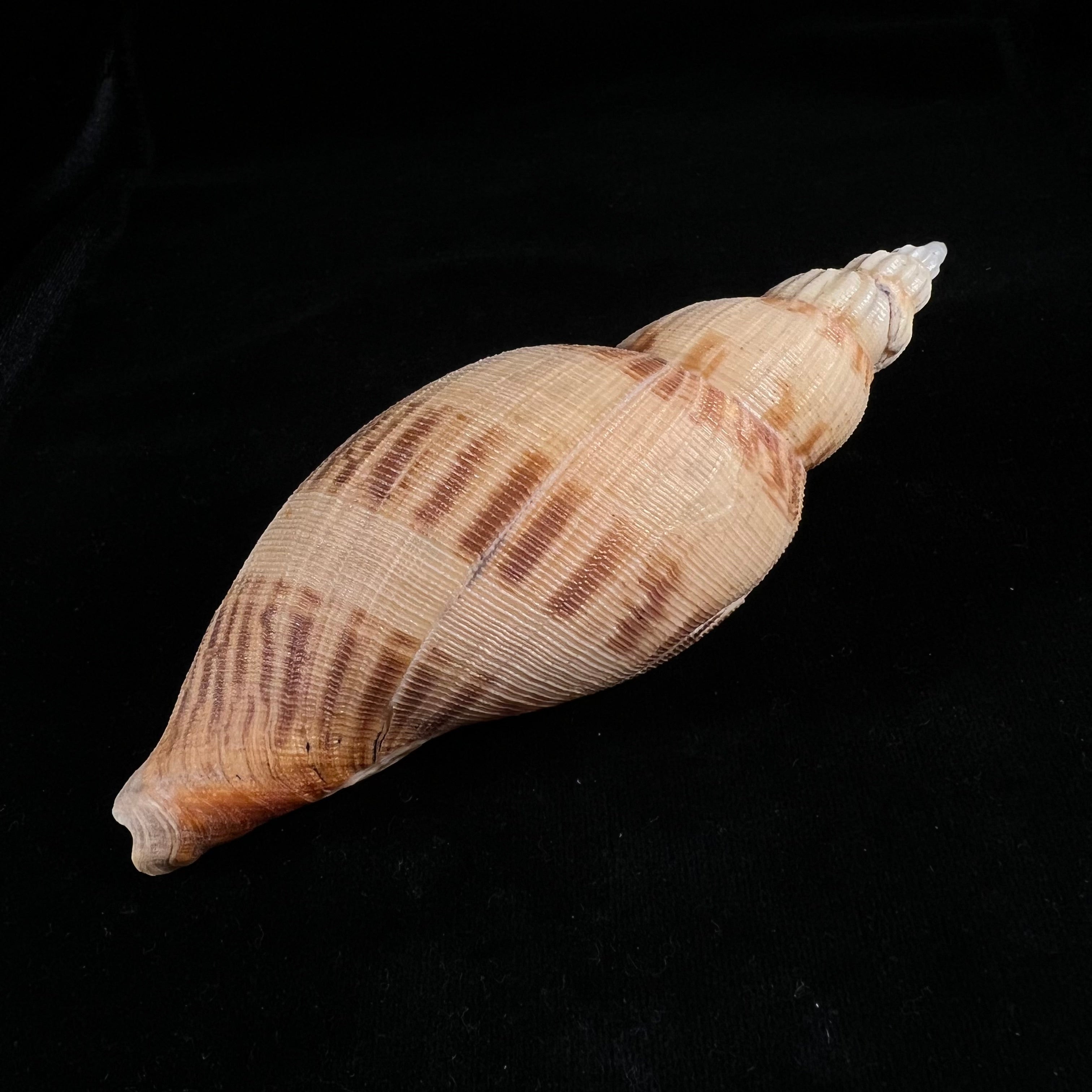 Odontocymbiola simulatrix Leal & Bouchet, 1989 - 142,9mm