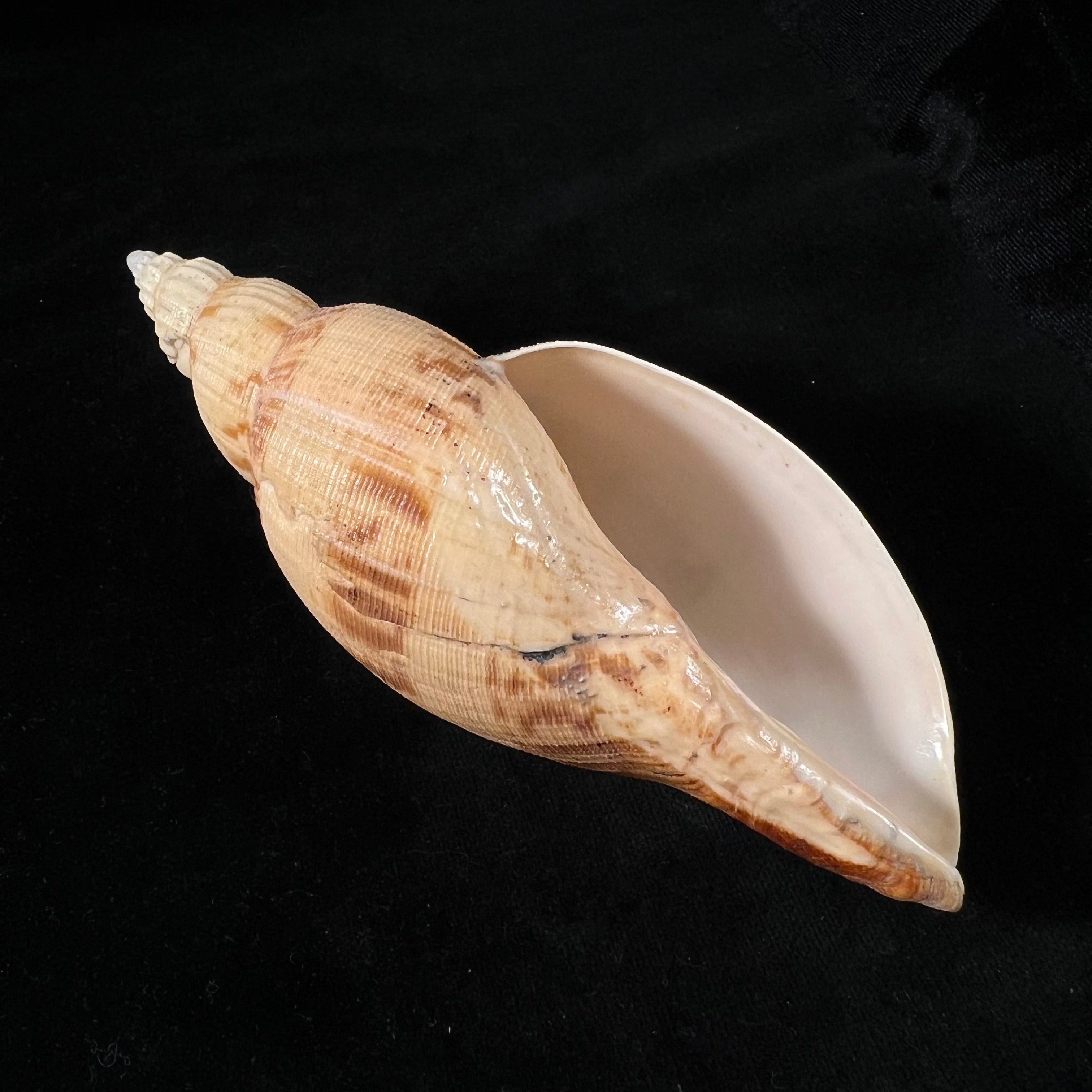 Odontocymbiola simulatrix Leal & Bouchet, 1989 - 142,9mm