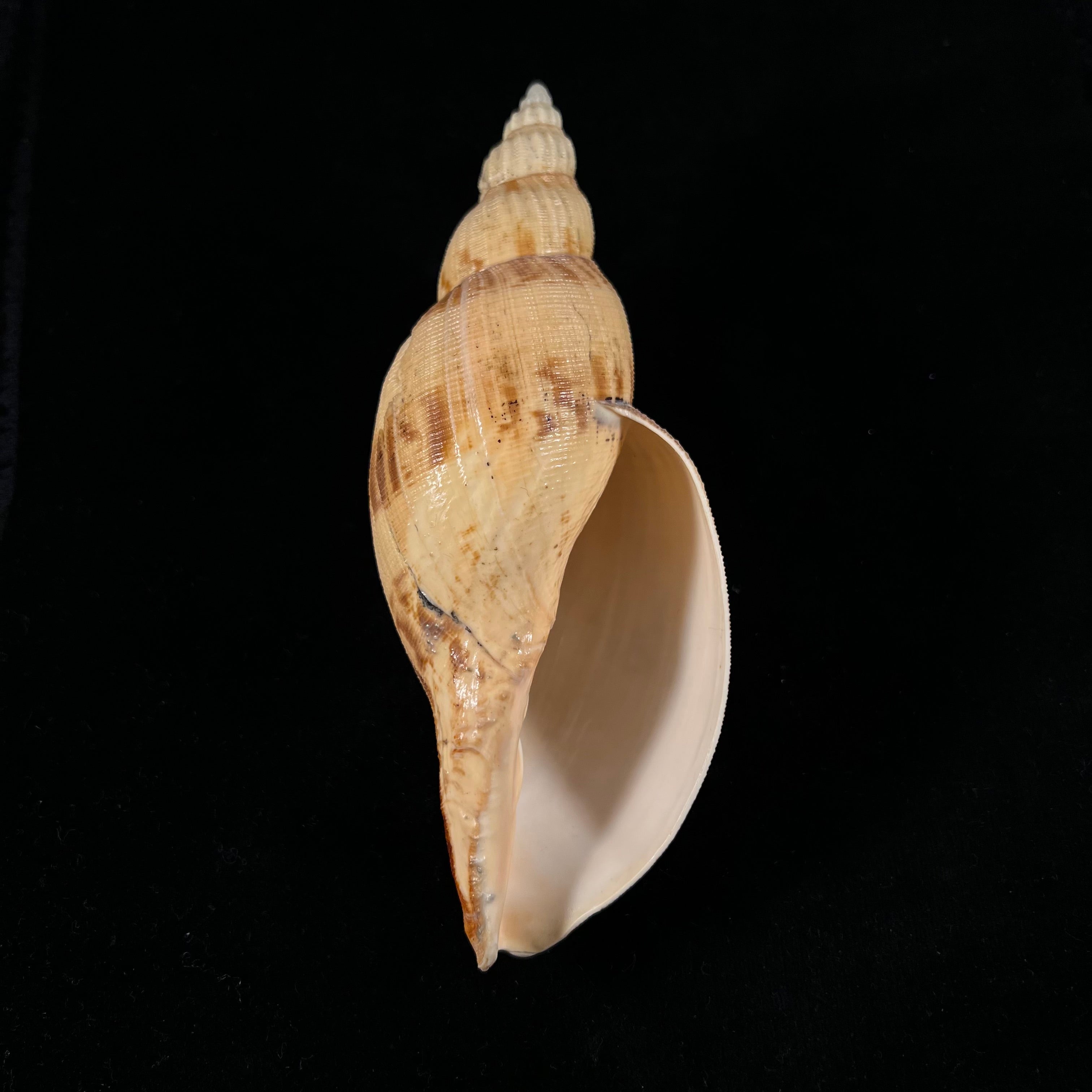 Odontocymbiola simulatrix Leal & Bouchet, 1989 - 142,9mm