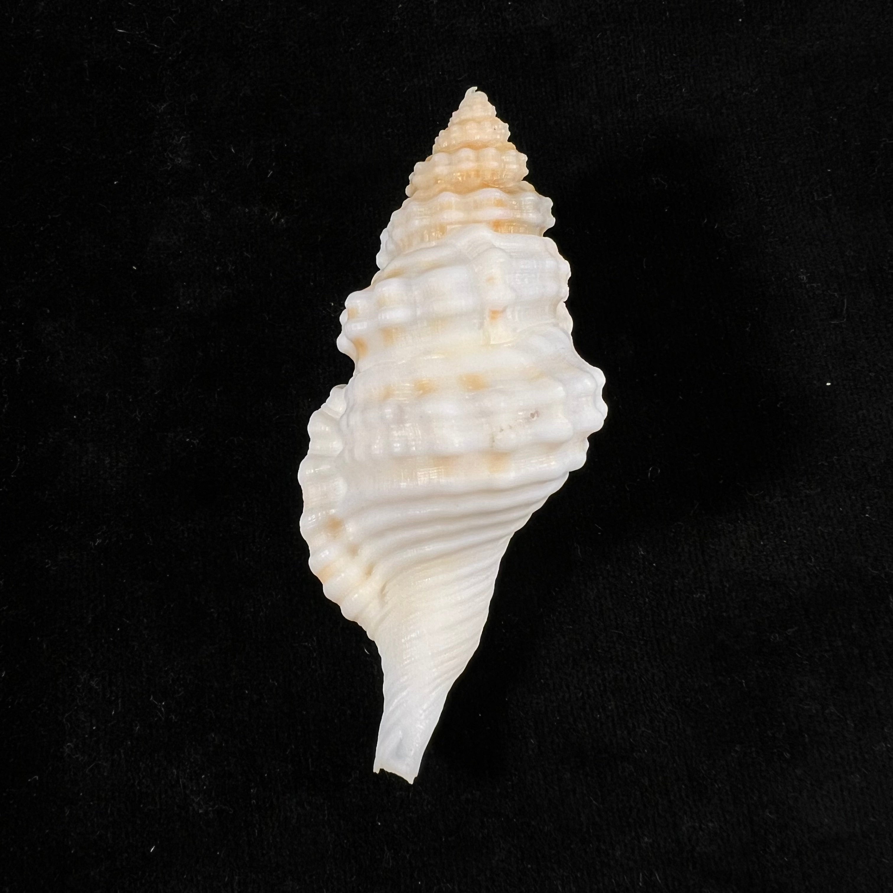 Monoplex corrugatus (Lamarck, 1816) - 76,8mm