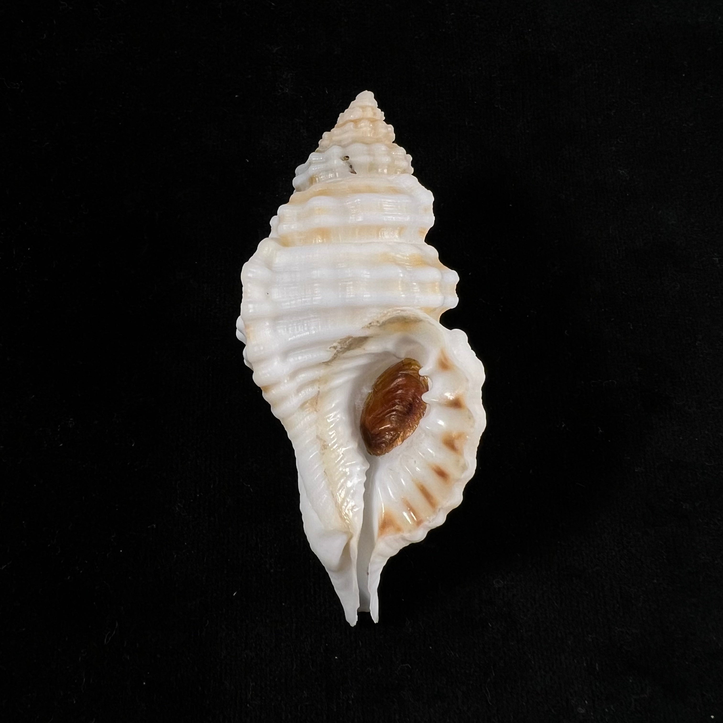 Monoplex corrugatus (Lamarck, 1816) - 76,8mm