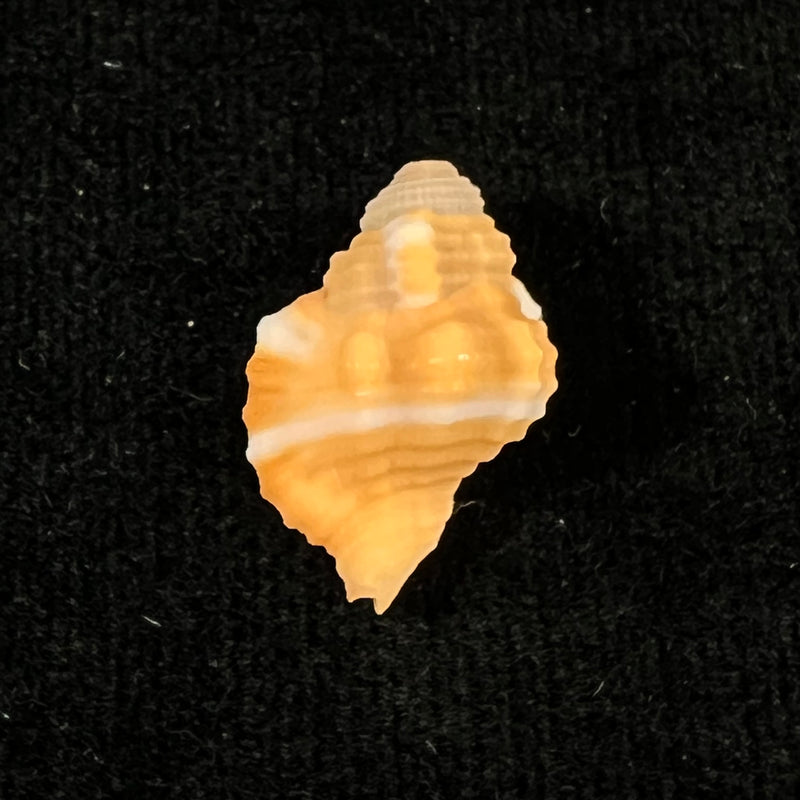 Septa occidentalis (Mörch, 1877) - 17,5mm