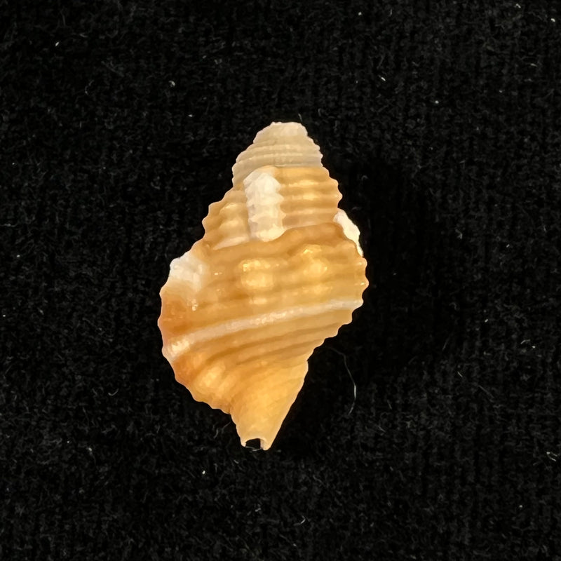 Septa occidentalis (Mörch, 1877) - 19,1mm