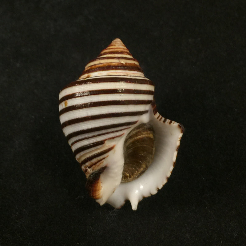 Opeatostoma pseudodon (Burrow, 1815) - 41,6mm