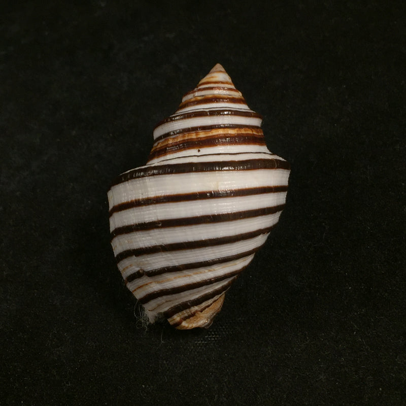 Opeatostoma pseudodon (Burrow, 1815) - 44,3mm