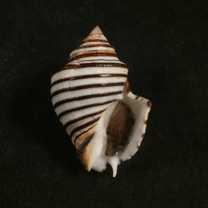 Opeatostoma pseudodon (Burrow, 1815) - 44,3mm