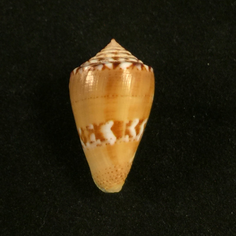 Conus mauricioi Coltro, 2004 - 23,4mm